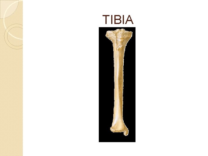 TIBIA 