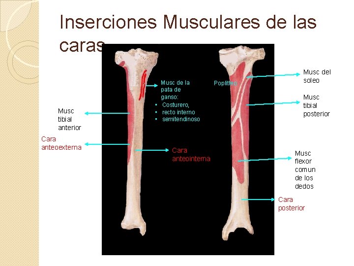 Inserciones Musculares de las caras Musc tibial anterior Cara anteoexterna Musc de la pata
