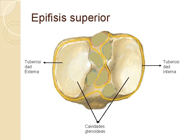 Epifisis superior Tuberosi dad Externa Tuberosi dad Interna Cavidades glenoideas 