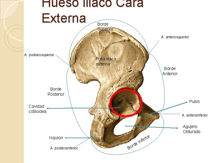 Hueso iliaco Cara Externa Borde Superior A. anterosuperior A. posterosuperior Fosa iliaca externa Borde