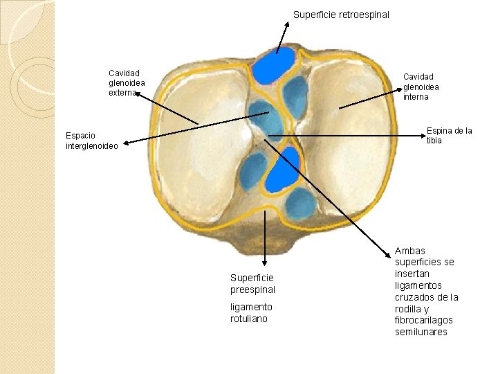 Superficie retroespinal Cavidad glenoidea externa Cavidad glenoidea interna Espina de la tibia Espacio interglenoideo