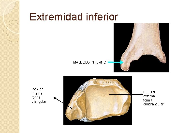 Extremidad inferior MALEOLO INTERNO Porcion interna, forma triangular Porcion externa, forma cuadrangular 