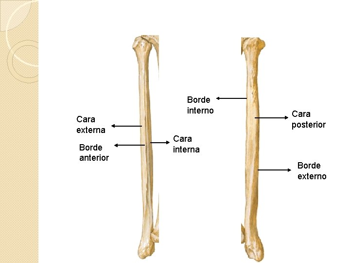Cara externa Borde anterior Borde interno Cara posterior Cara interna Borde externo 