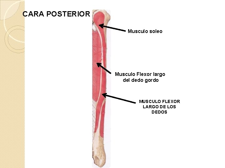 CARA POSTERIOR Musculo soleo Musculo Flexor largo del dedo gordo MUSCULO FLEXOR LARGO DE