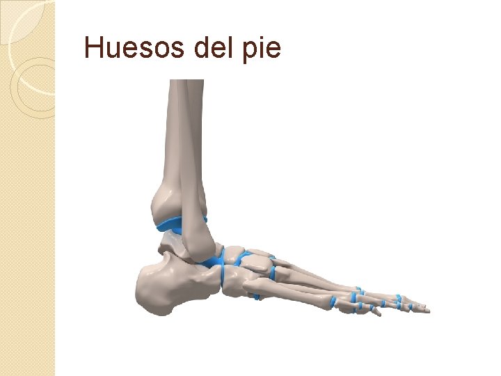Huesos del pie 