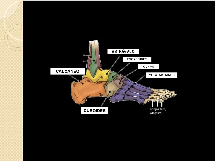 ASTRÁGALO ESCAFOIDES CUÑAS CALCANEO METATARSIANOS CUBOIDES 
