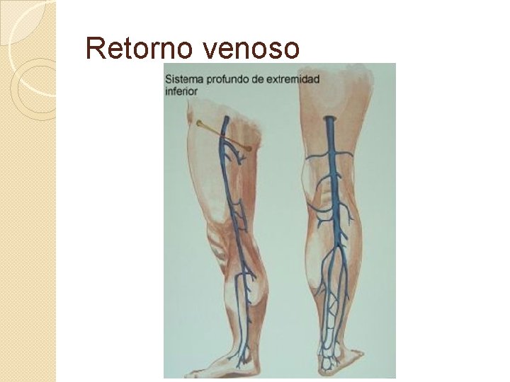 Retorno venoso 