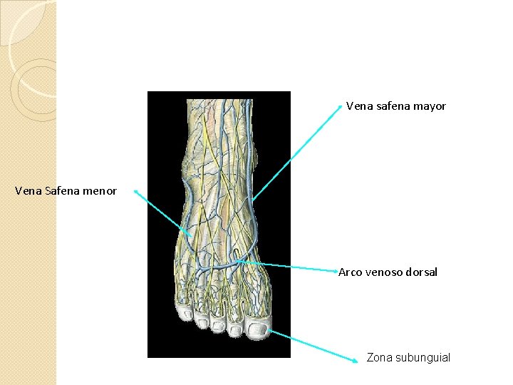 Vena safena mayor Vena Safena menor Arco venoso dorsal Zona subunguial 