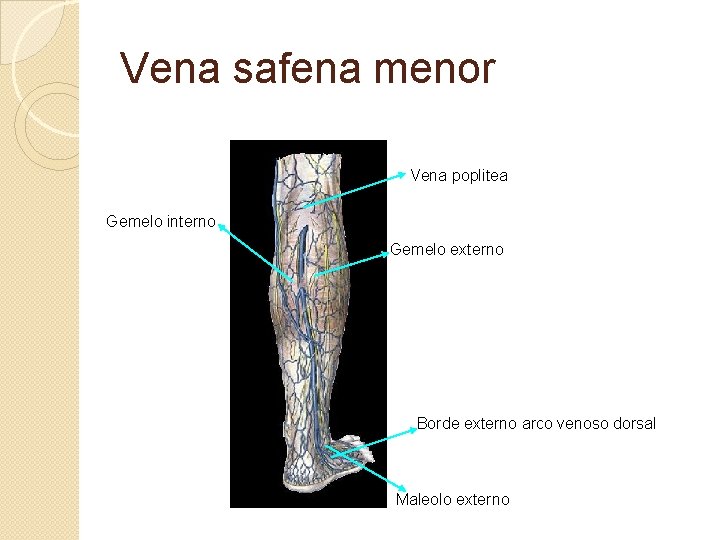 Vena safena menor Vena poplitea Gemelo interno Gemelo externo Borde externo arco venoso dorsal