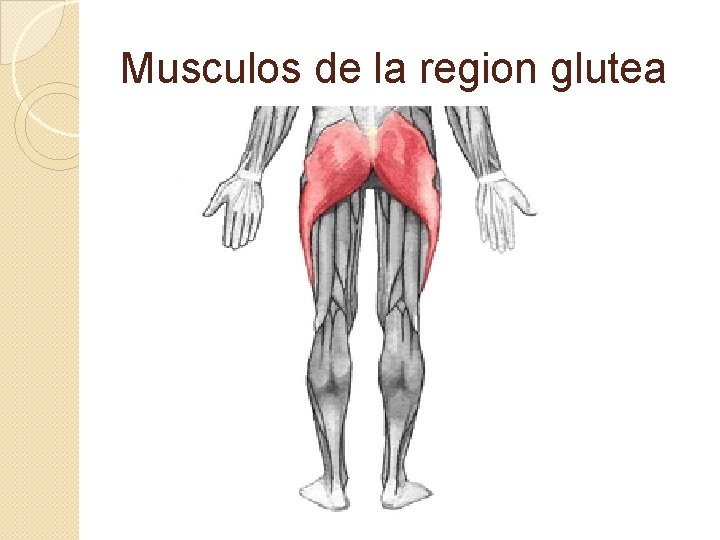 Musculos de la region glutea 