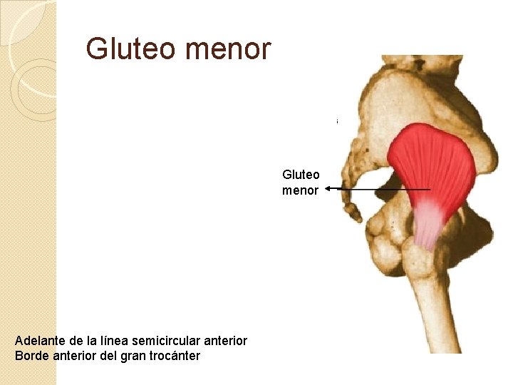 Gluteo menor Adelante de la línea semicircular anterior Borde anterior del gran trocánter 