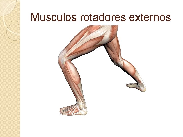 Musculos rotadores externos 