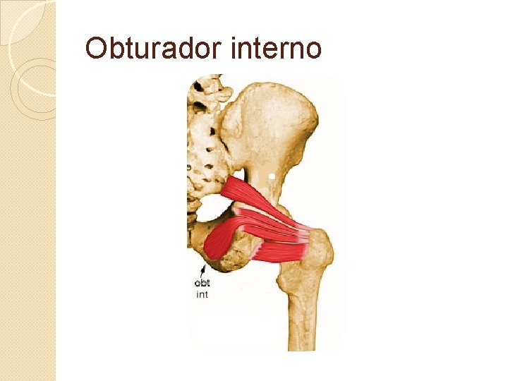 Obturador interno 