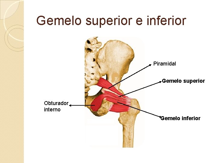 Gemelo superior e inferior Piramidal Gemelo superior Obturador interno Gemelo inferior 