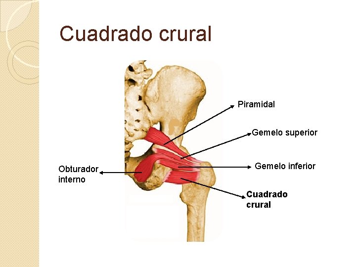 Cuadrado crural Piramidal Gemelo superior Obturador interno Gemelo inferior Cuadrado crural 