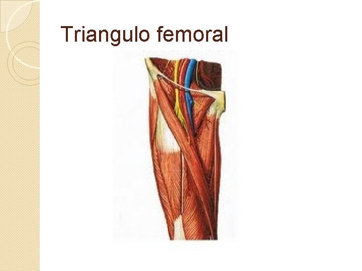 Triangulo femoral 