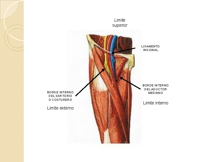 Limite superior LIGAMENTO INGUINAL BORDE INTERNO DEL SARTORIO O COSTURERO Limite externo BORDE INTERNO