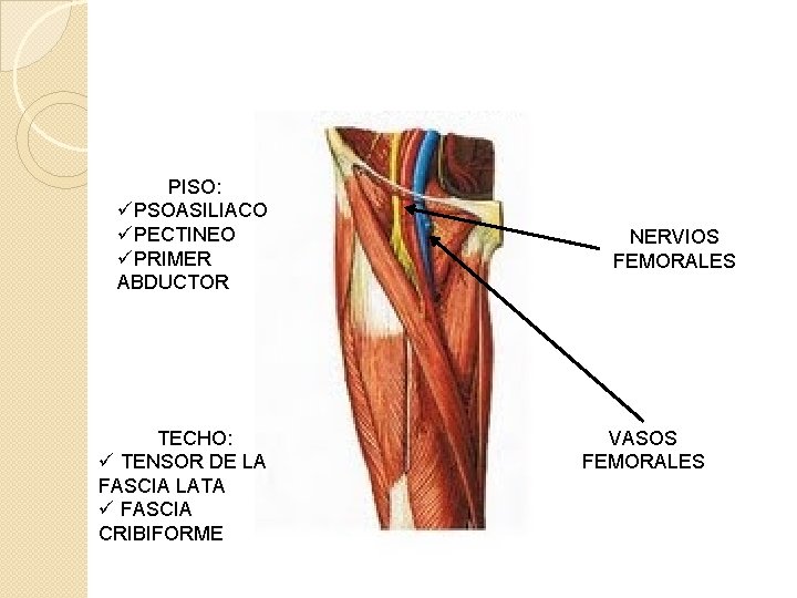 PISO: üPSOASILIACO üPECTINEO üPRIMER ABDUCTOR TECHO: ü TENSOR DE LA FASCIA LATA ü FASCIA