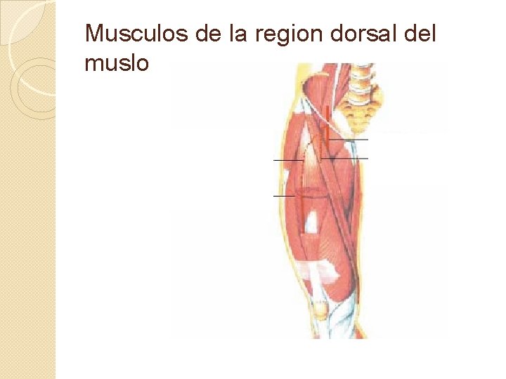 Musculos de la region dorsal del muslo 