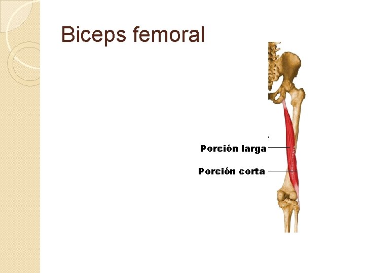Biceps femoral Porción larga Porción corta 