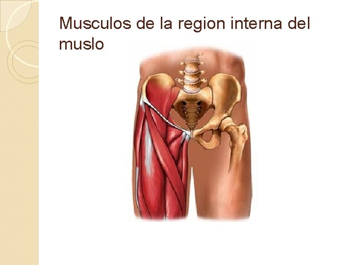 Musculos de la region interna del muslo 