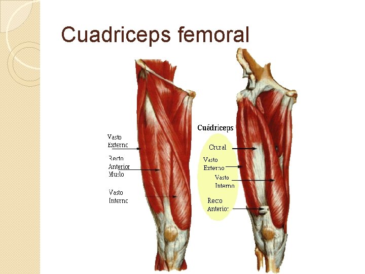 Cuadriceps femoral 
