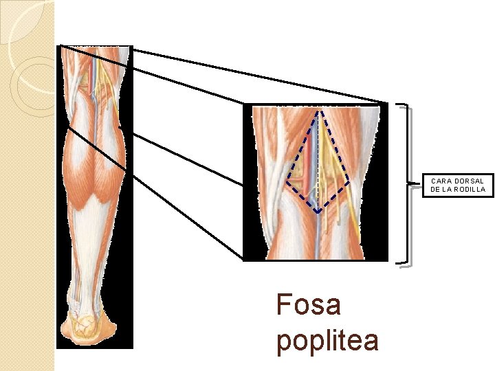 CARA DORSAL DE LA RODILLA Fosa poplitea 