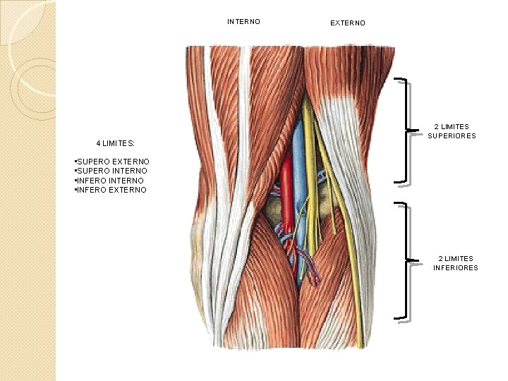 INTERNO 4 LIMITES: EXTERNO 2 LIMITES SUPERIORES • SUPERO EXTERNO • SUPERO INTERNO •