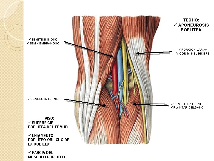 TECHO: ü APONEUROSIS POPLITEA üSEMITENDINOSO üSEMIMEMBRANOSO üPORCION LARGA Y CORTA DEL BICEPS üGEMELO INTERNO