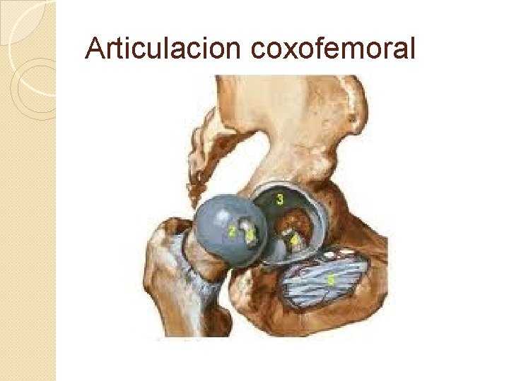Articulacion coxofemoral 