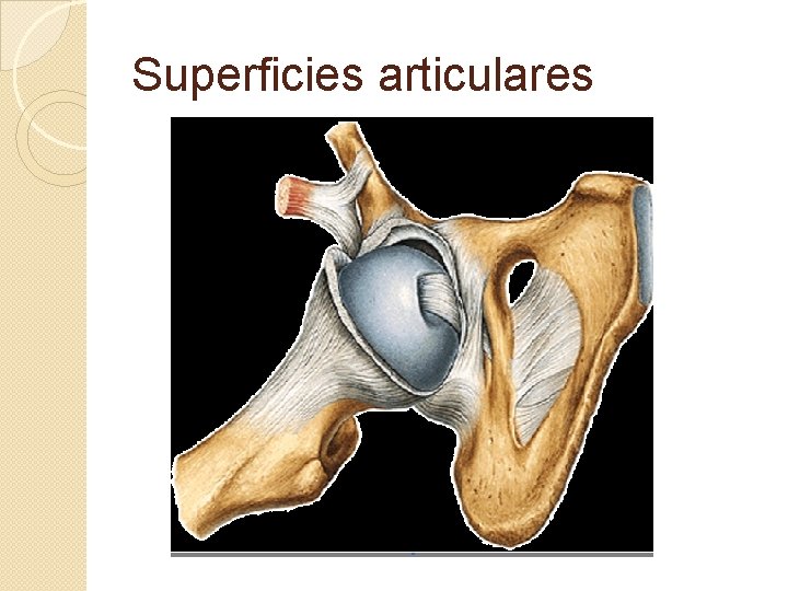 Superficies articulares 