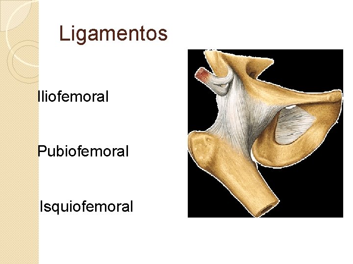 Ligamentos Iliofemoral Pubiofemoral Isquiofemoral 