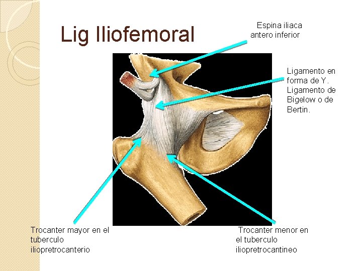Lig Iliofemoral Espina iliaca antero inferior Ligamento en forma de Y. Ligamento de Bigelow