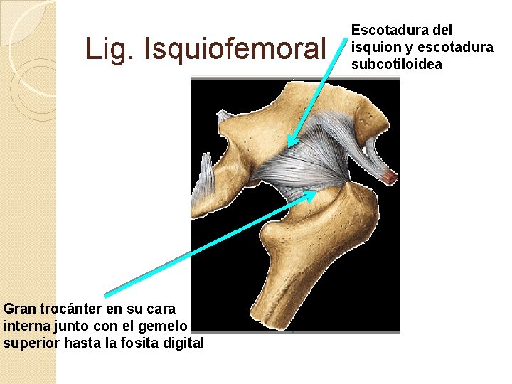 Lig. Isquiofemoral Gran trocánter en su cara interna junto con el gemelo superior hasta