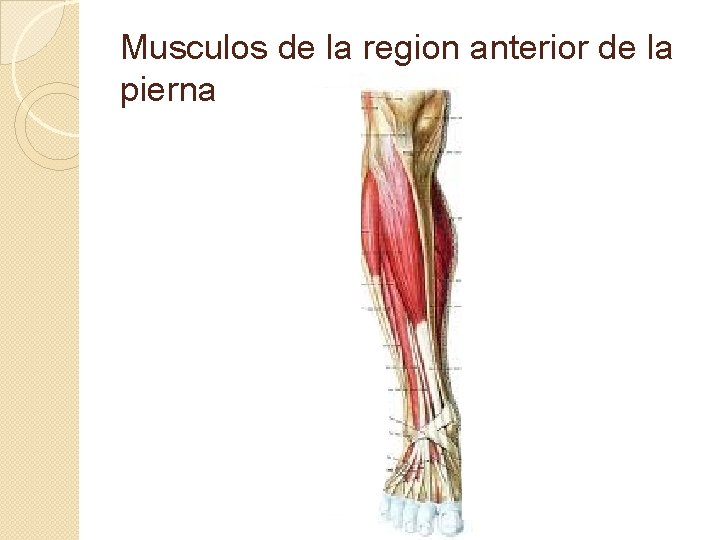 Musculos de la region anterior de la pierna 
