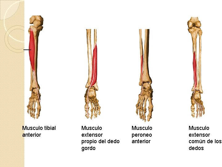 Musculo tibial anterior Musculo extensor propio del dedo gordo Musculo peroneo anterior Musculo extensor
