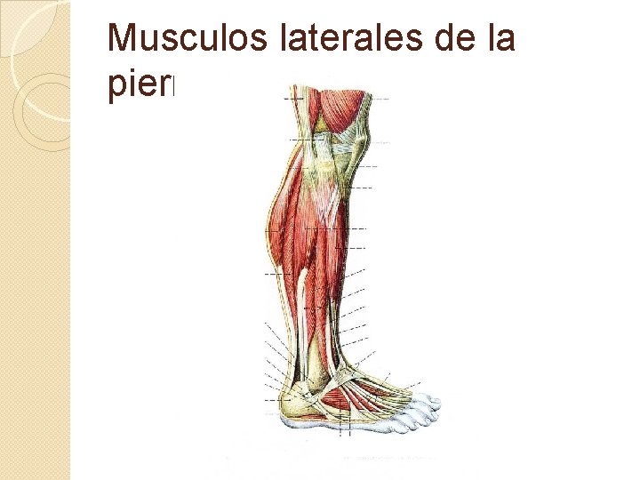 Musculos laterales de la pierna 