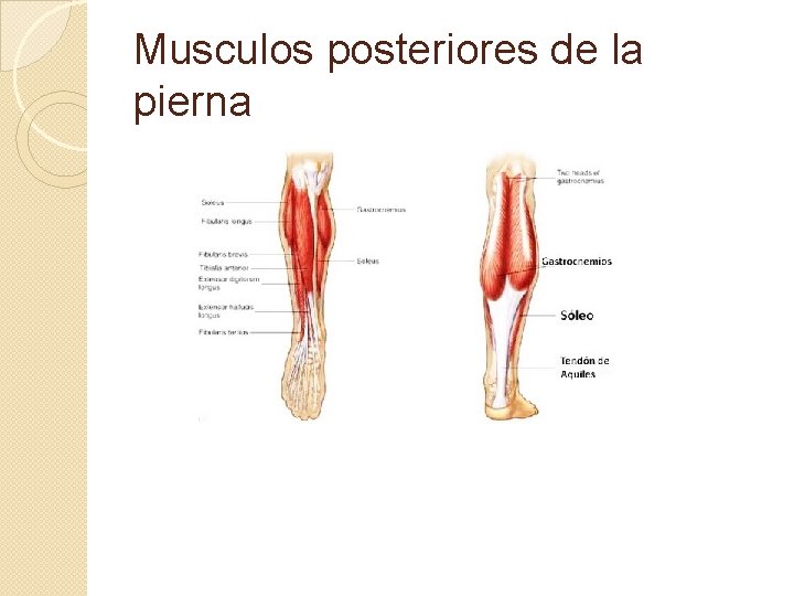Musculos posteriores de la pierna 
