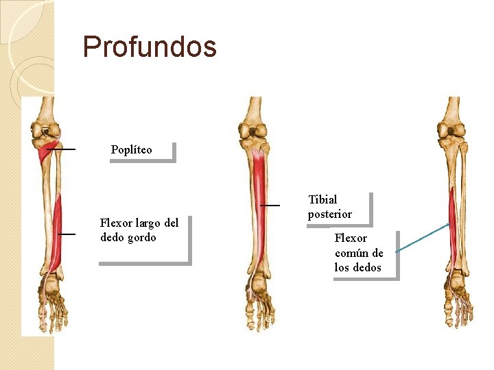 Profundos Poplíteo Flexor largo del dedo gordo Tibial posterior Flexor común de los dedos