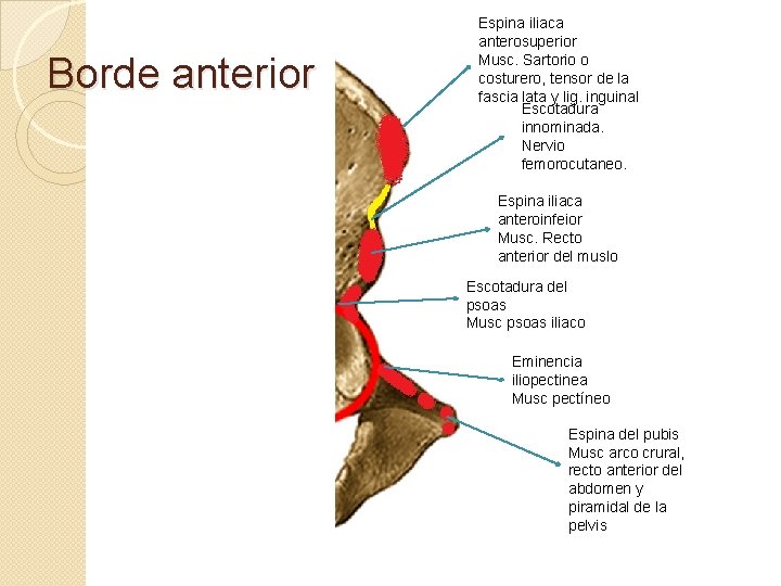 Borde anterior Espina iliaca anterosuperior Musc. Sartorio o costurero, tensor de la fascia lata