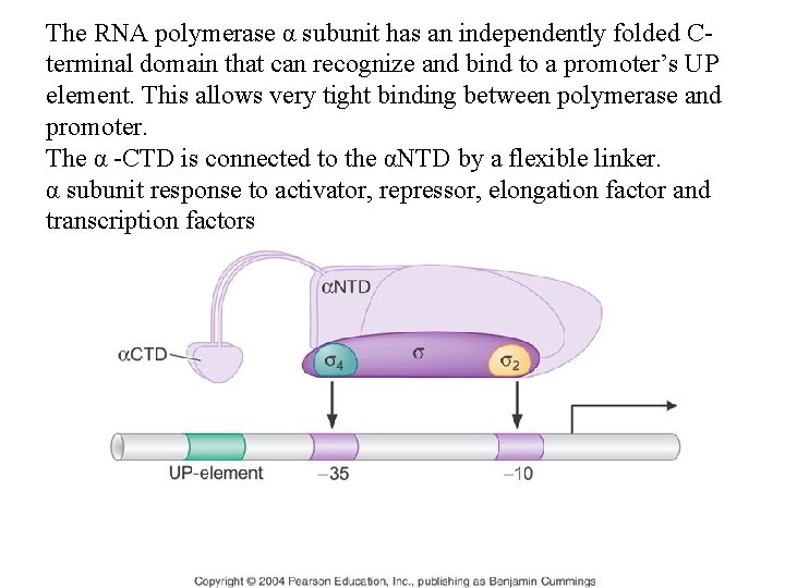 The RNA polymerase α subunit has an independently folded Cterminal domain that can recognize