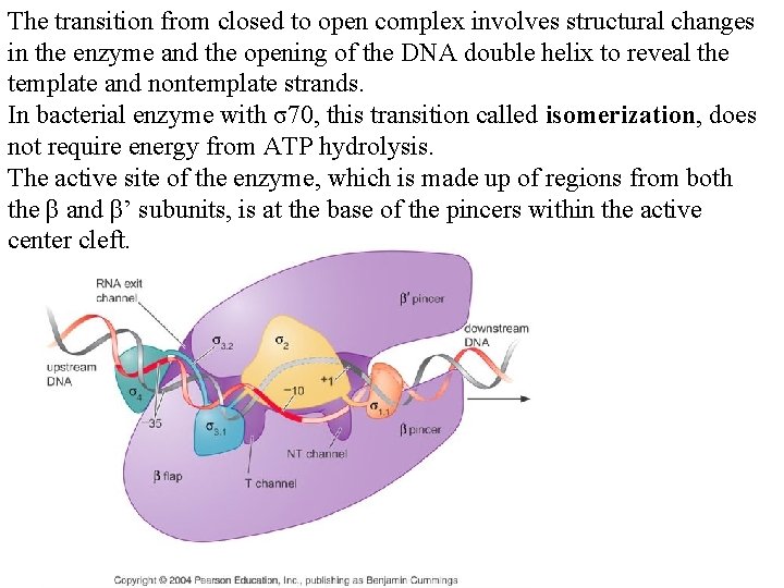 The transition from closed to open complex involves structural changes in the enzyme and