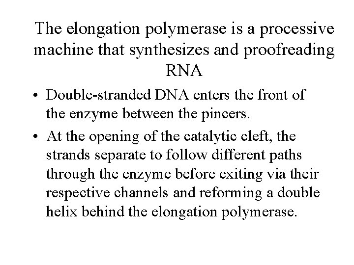 The elongation polymerase is a processive machine that synthesizes and proofreading RNA • Double-stranded