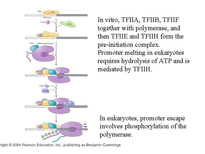 In vitro, TFIIA, TFIIB, TFIIF together with polymerase, and then TFIIE and TFIIH form