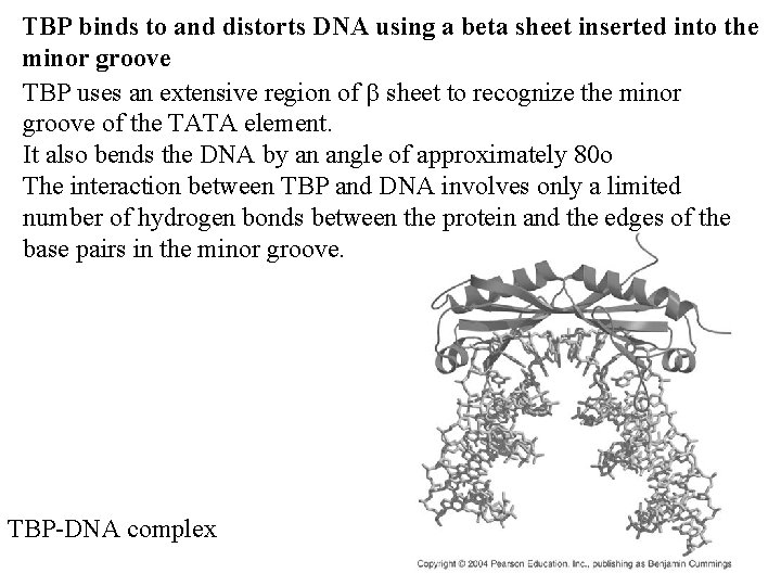 TBP binds to and distorts DNA using a beta sheet inserted into the minor