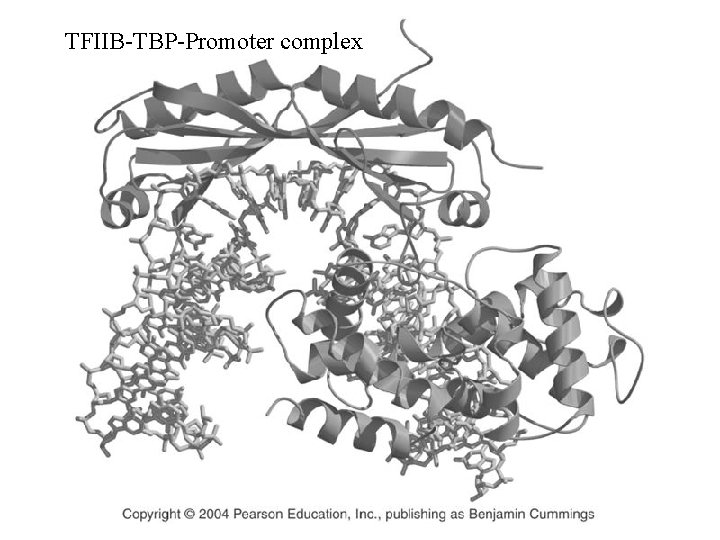 TFIIB-TBP-Promoter complex 