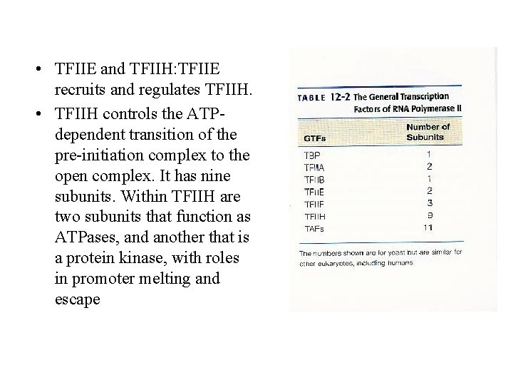  • TFIIE and TFIIH: TFIIE recruits and regulates TFIIH. • TFIIH controls the