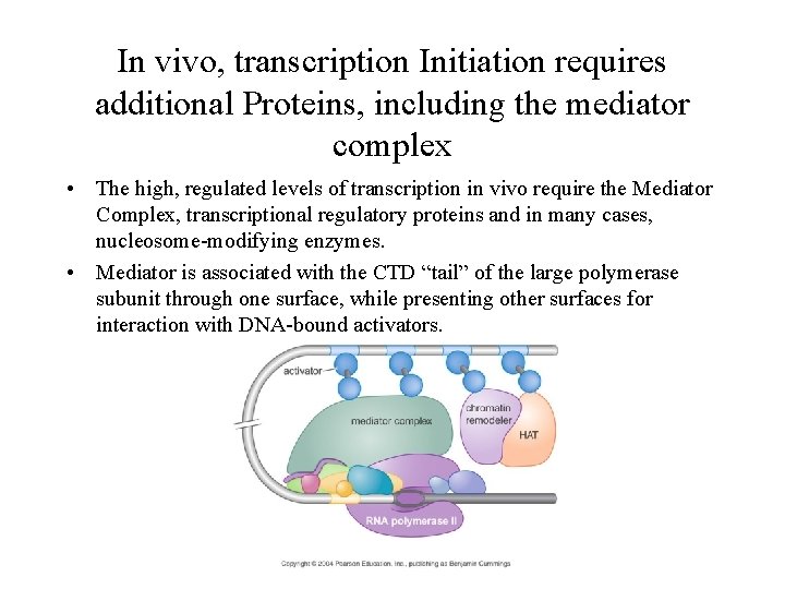 In vivo, transcription Initiation requires additional Proteins, including the mediator complex • The high,