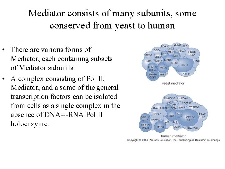 Mediator consists of many subunits, some conserved from yeast to human • There are