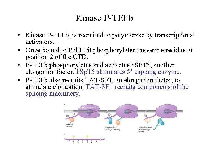 Kinase P-TEFb • Kinase P-TEFb, is recruited to polymerase by transcriptional activators. • Once